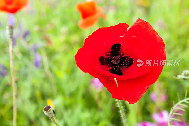 罂粟花在一片野花丛中