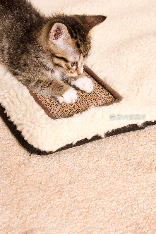 小猫使用刮板