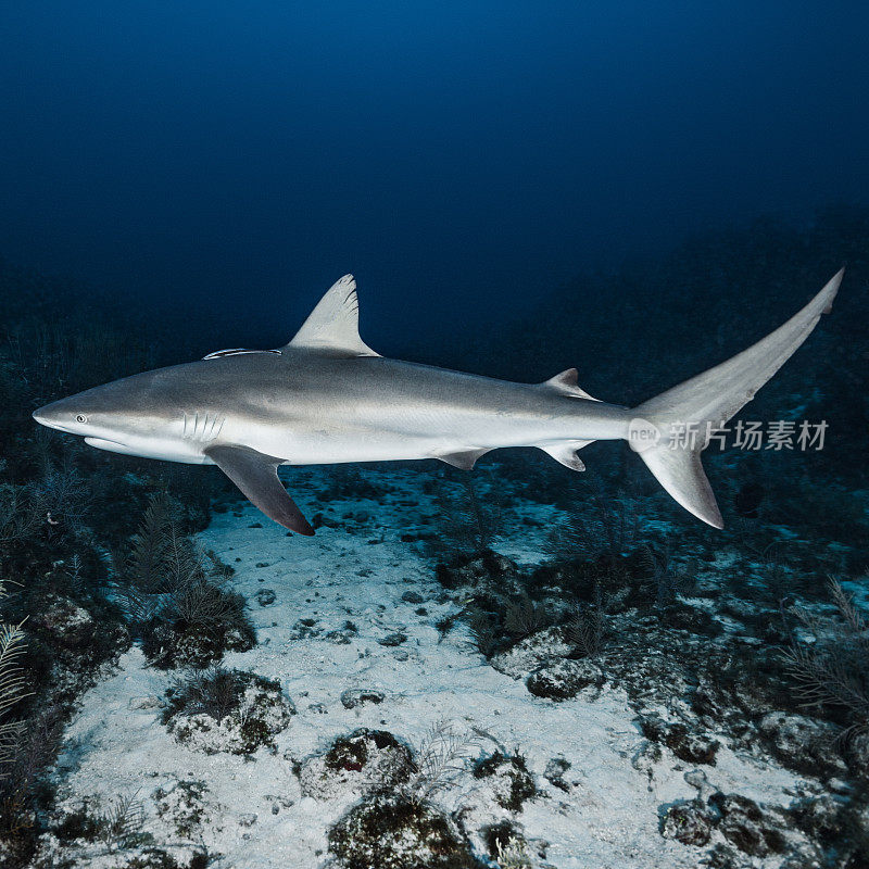 深海礁鲨