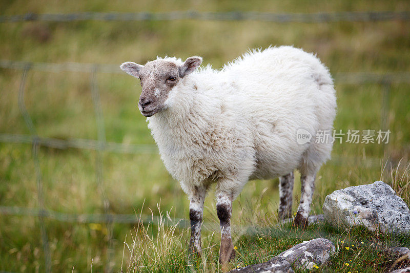 爱尔兰羊
