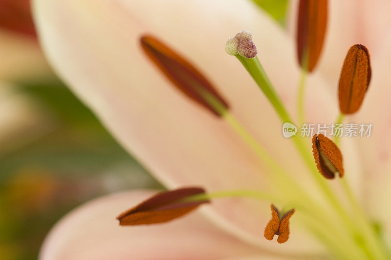 大的粉红色百合，选择焦点，花瓣，雄蕊，雌蕊，摘要