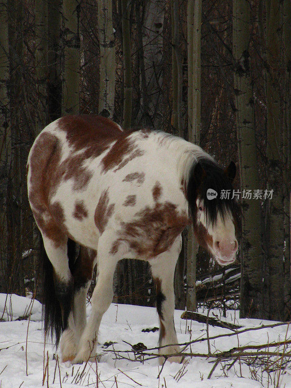 冬天的野生油漆种马