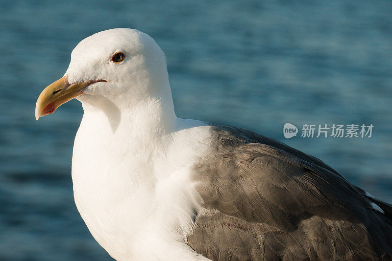 海鸥