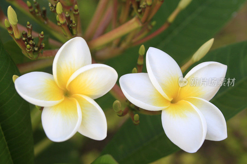 Plumeria