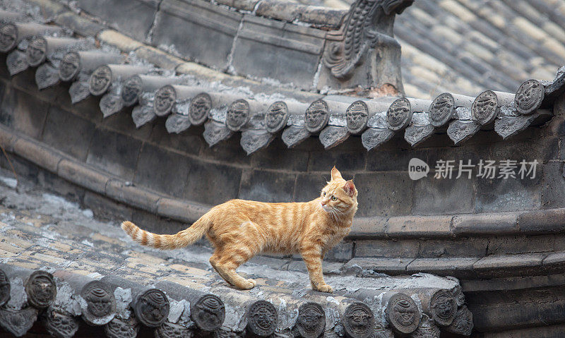 猫站在屋顶上