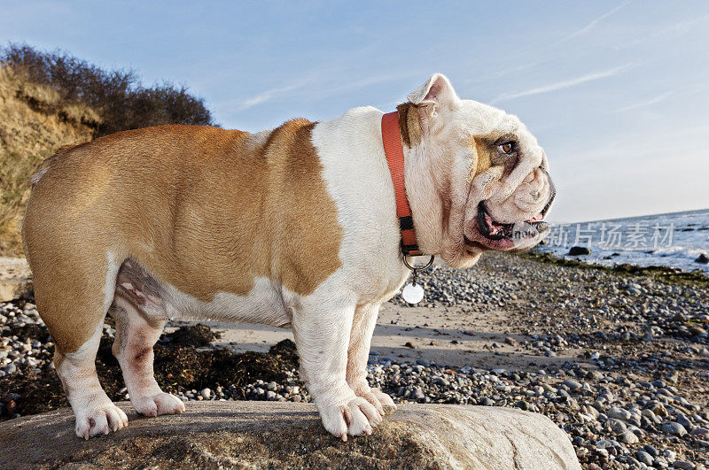 可爱的英国斗牛犬在海滩散步。