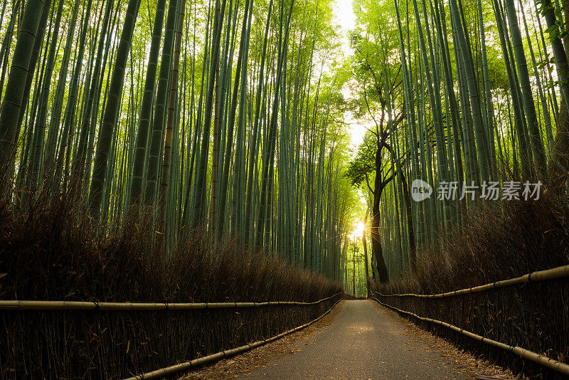 日出时的原始竹林