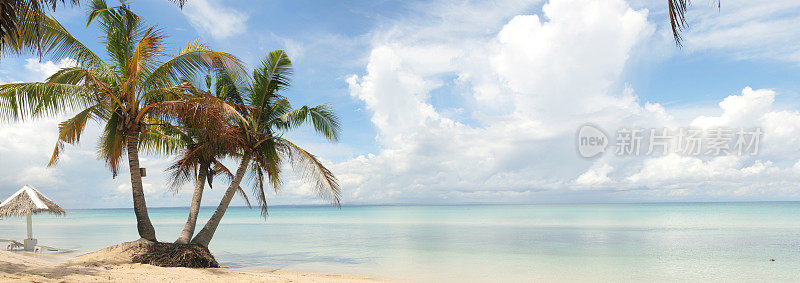海滩上的椰子树和蓝天