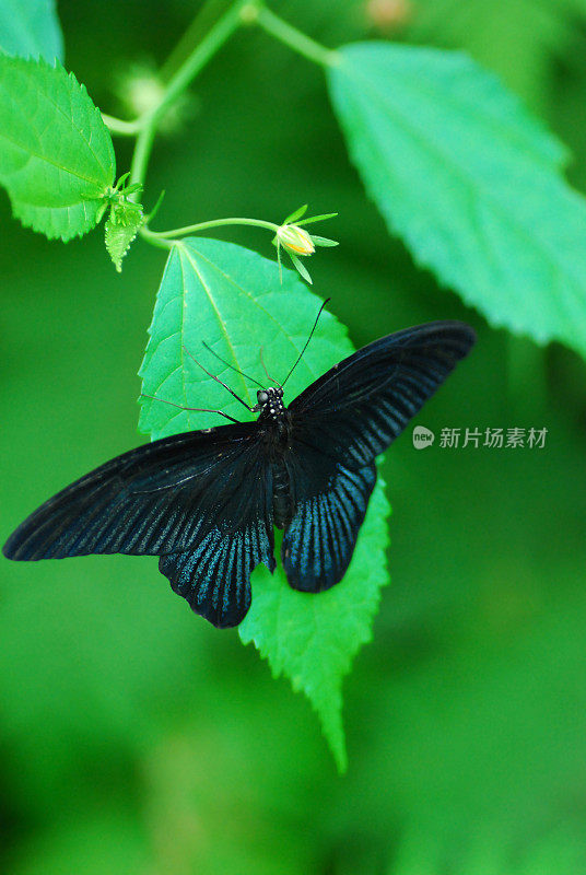 门农Papilio