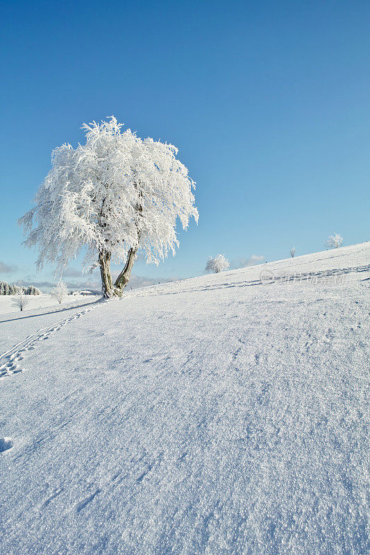 下雪的冬天的风景