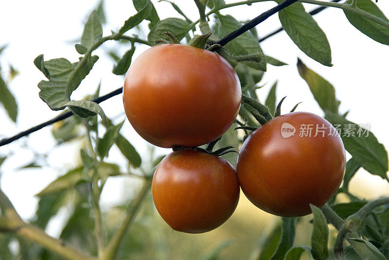 我来到Tomatoes