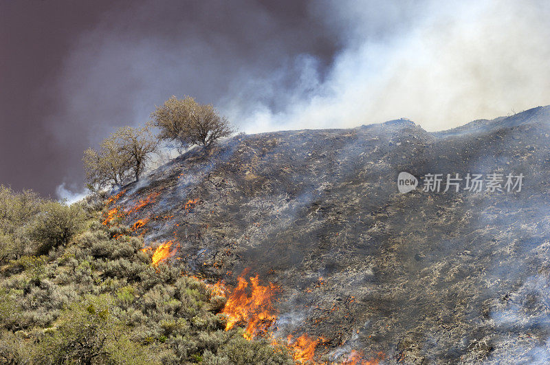 失控的野火烧毁山坡