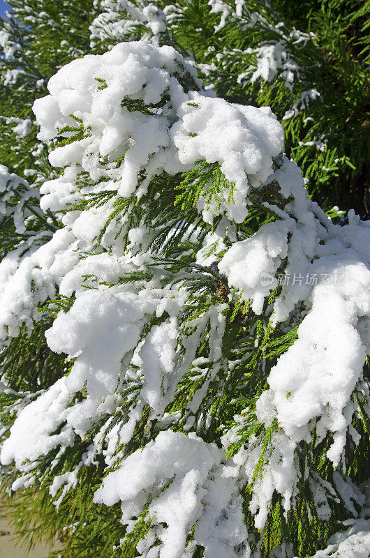 白雪覆盖的常绿