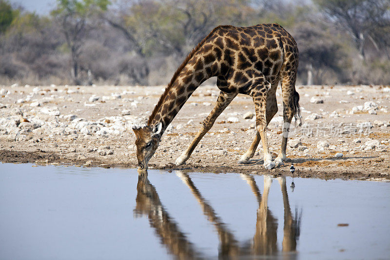 纳米比亚，Etosha国家公园，长颈鹿喝水