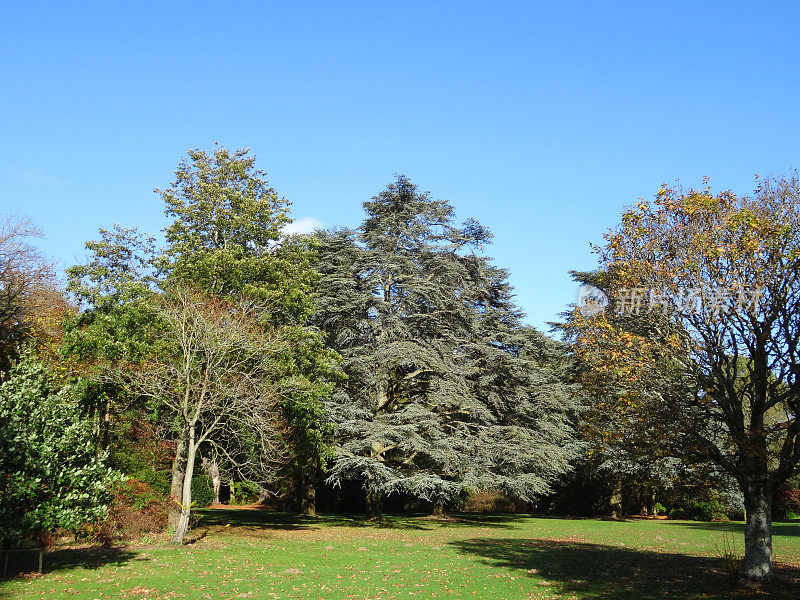 夏季公园花园的形象，雪松和其他树木