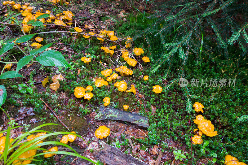 可食用的蘑菇森林