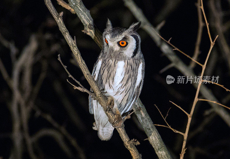 南非:南部白脸猫头鹰