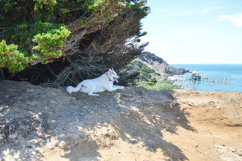 可爱的哈士奇在树荫下休息，欣赏海滩景色