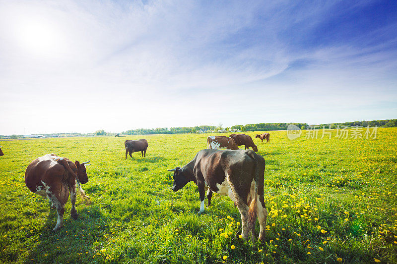 奶牛在绿色的田野里