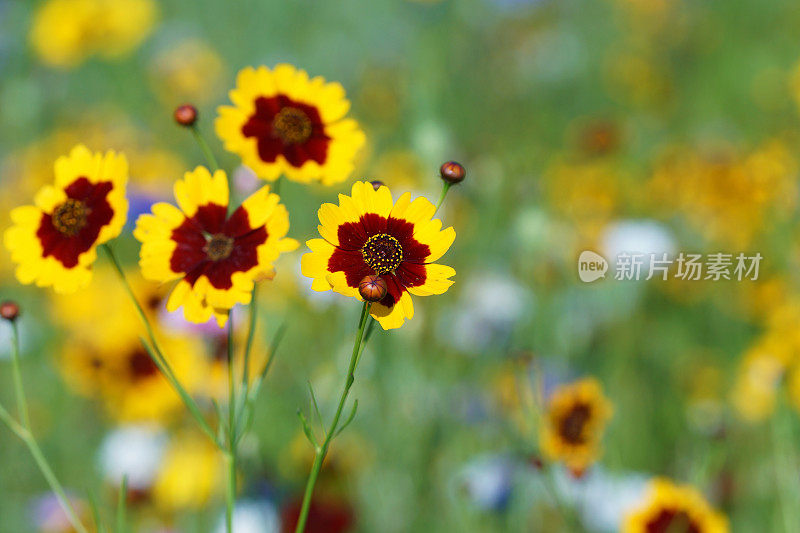 黄花植物野外特写