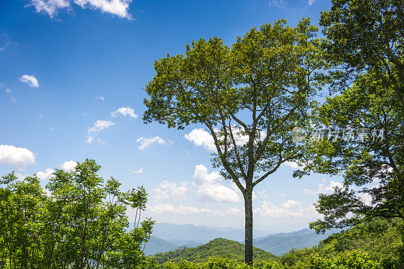 烟雾缭绕的高山林地