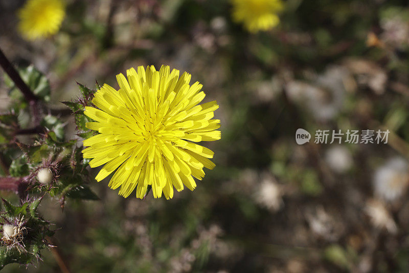 黄野花滑苦菜松近