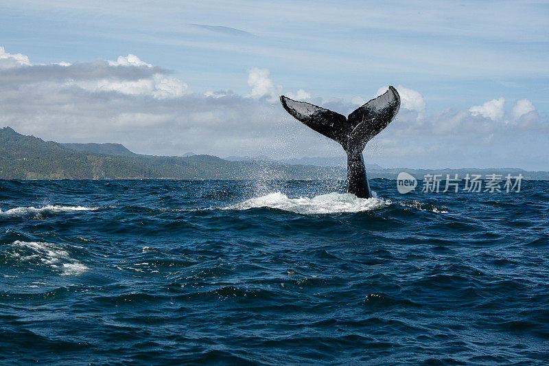 多米尼加共和国萨马纳的座头鲸尾巴