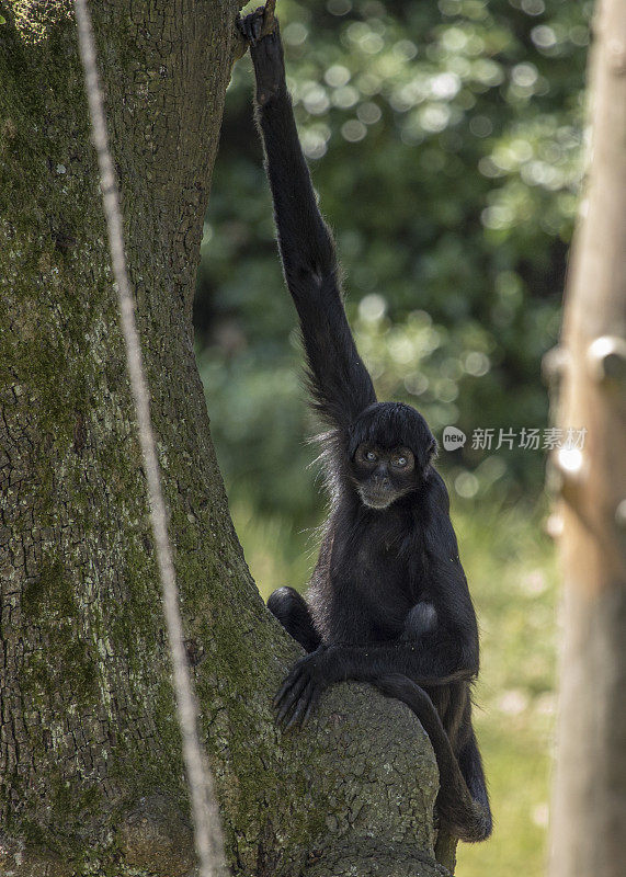 哥伦比亚黑蜘蛛猴