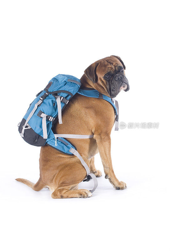 狗背着背包