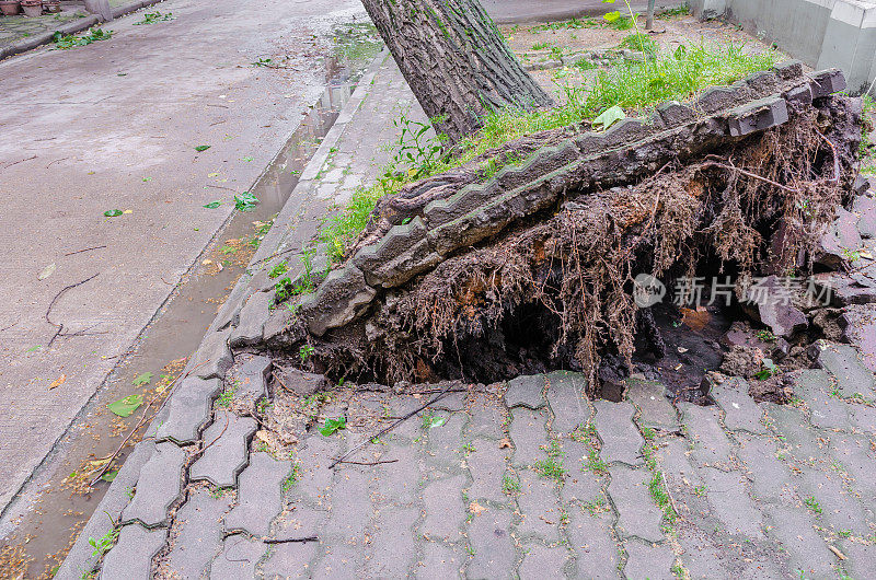 飓风过后，树被连根拔起
