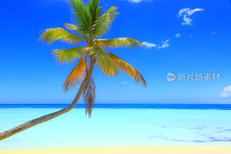 阳光明媚的田园加勒比孤独的棕榈树，绿松石海滩日出