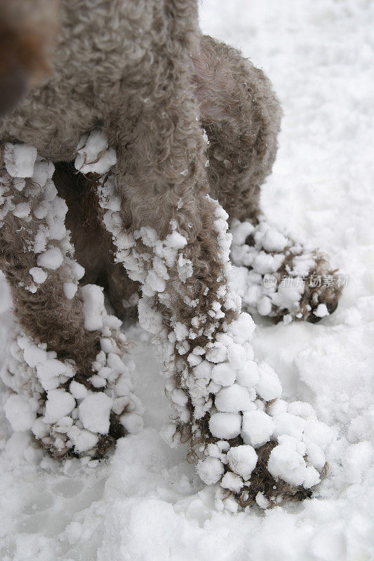 狗腿上覆盖着雪球