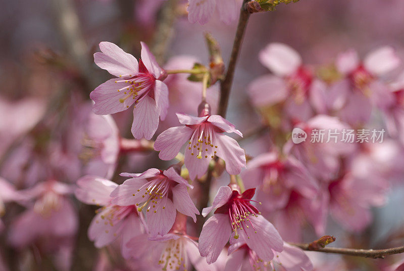 春季粉红樱花特写