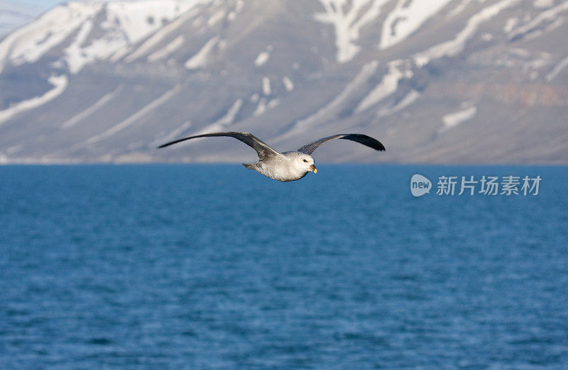 管鼻藿北部