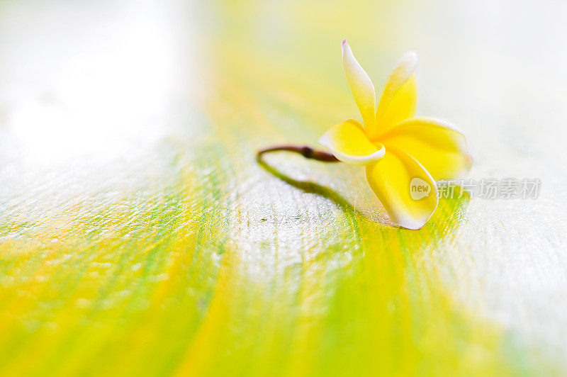 白色鸡蛋花花