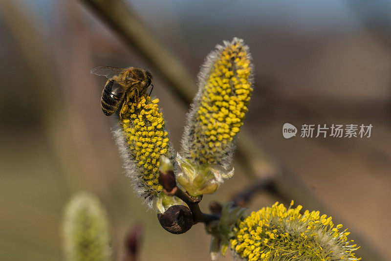 榛花与蜜蜂