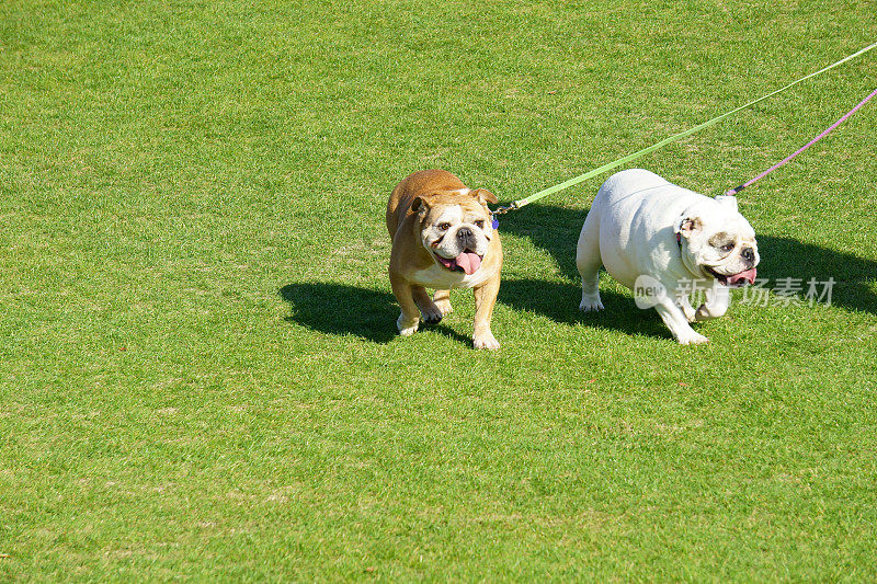 一对牛头犬在绿草地上散步