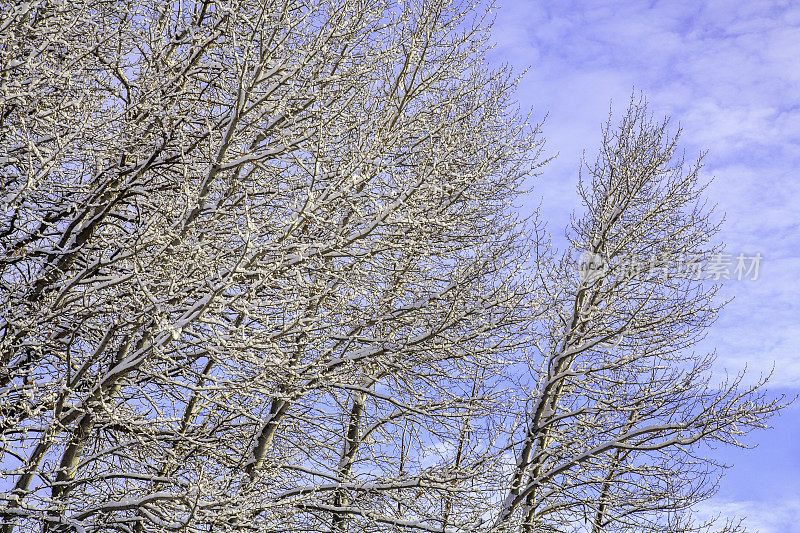 白雪点缀着树木和湛蓝的天空