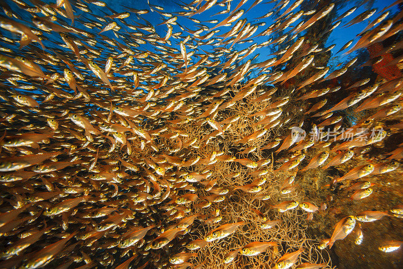 水下海洋生物学校的鱼Glassfish