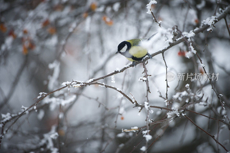 冬季森林和鸟类