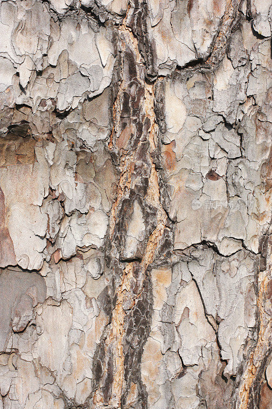 苏格兰松树的树皮背景