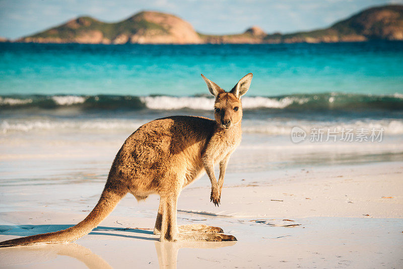 澳大利亚海滩袋鼠肖像