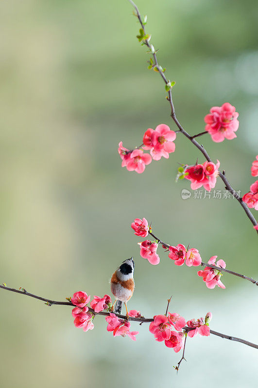 红发梅花