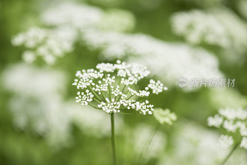 牛欧芹或樟子花