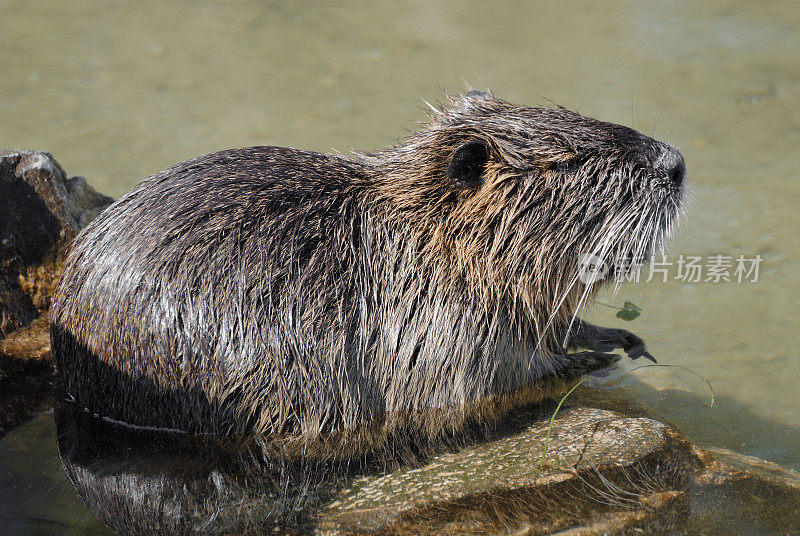 水獭