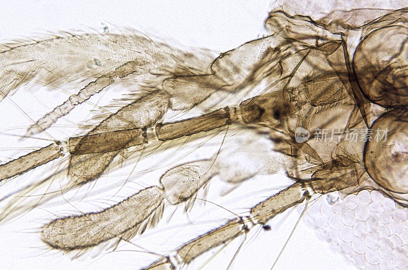 蚊子雌性头部嘴部