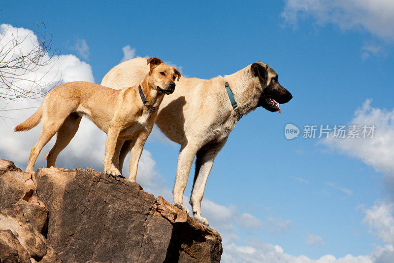 两只狗在岩石上