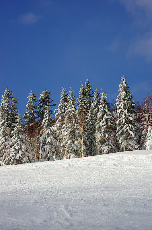 坡山树