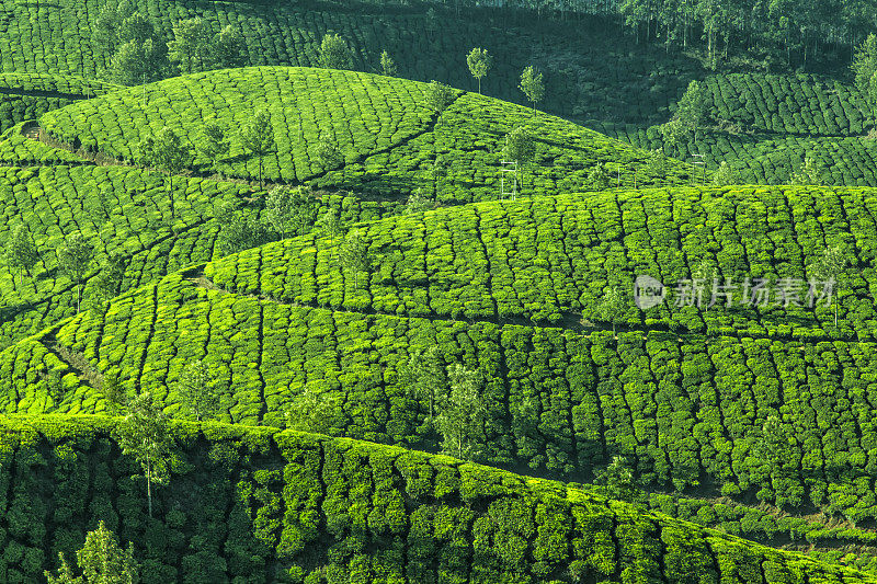 印度喀拉拉邦的茶园。