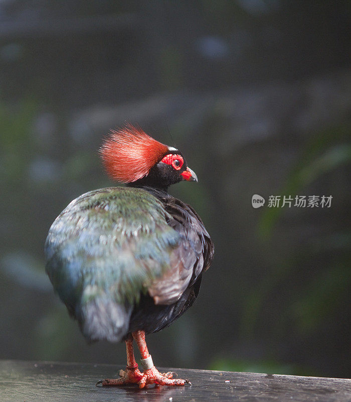 冠毛犬木帕特里奇